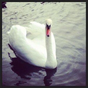 swan goddess